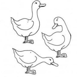 一群鸭子简笔画图片