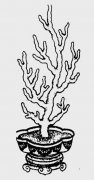 一盆珊瑚简笔画图片