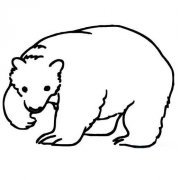 儿童动物简笔画图片：北极熊