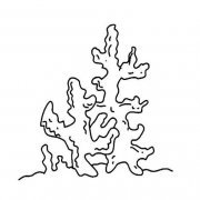 小学生珊瑚简笔画图片