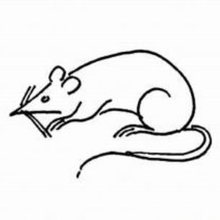 小老鼠简笔画图片