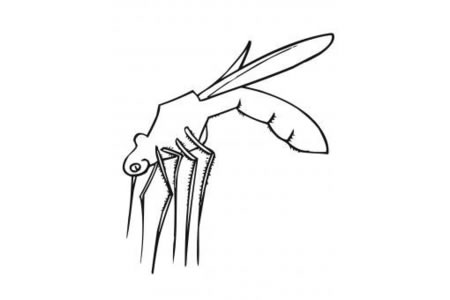 蚊子的轮廓简笔画图片