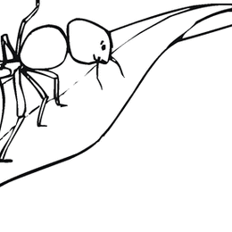 怎么画在树叶上的蚂蚁
