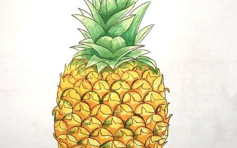 菠蘿簡筆畫圖片