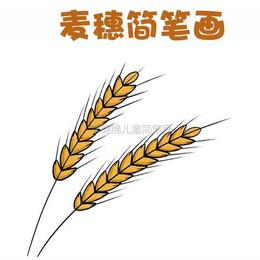 爱惜粮食，超简略的小麦穗简笔画教程图片