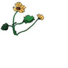 花朵简笔画画出纹理感 简单的花朵简笔画怎么画