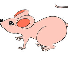 老鼠简笔画卡通可爱 老鼠简笔画卡通可爱怎么画