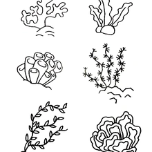 海洋植物简笔画 海洋植物简笔画彩色